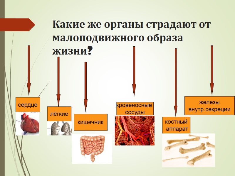 Какие же органы страдают от малоподвижного образа жизни? сердце лёгкие кишечник кровеносные  сосуды
